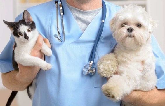 Veterinary Image